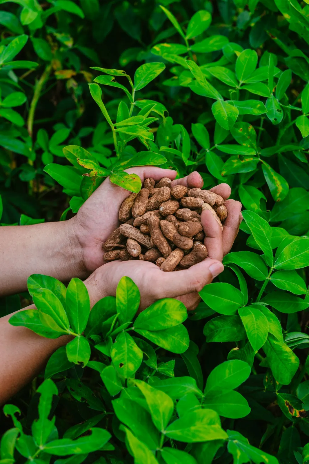 Hands holding freshly harvested peanuts
