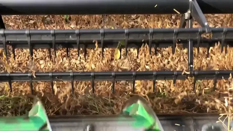 Cosechadora levantando maní en el campo