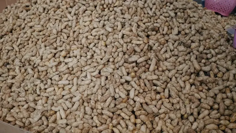 Pila de maní en planta