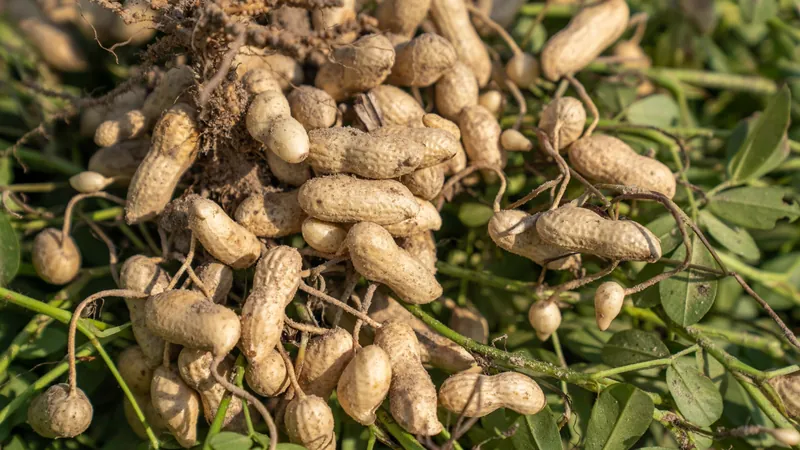 Peanut plant with its pods